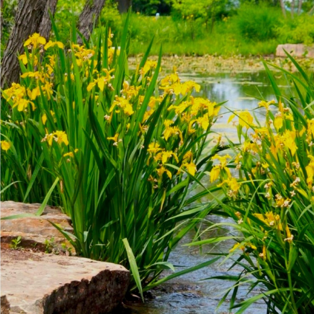10 Yellow Flag Iris bulbs rhizomes (2026) tops trimmed • bog ponds garden